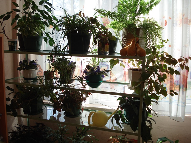 kokiche podgotovka 15