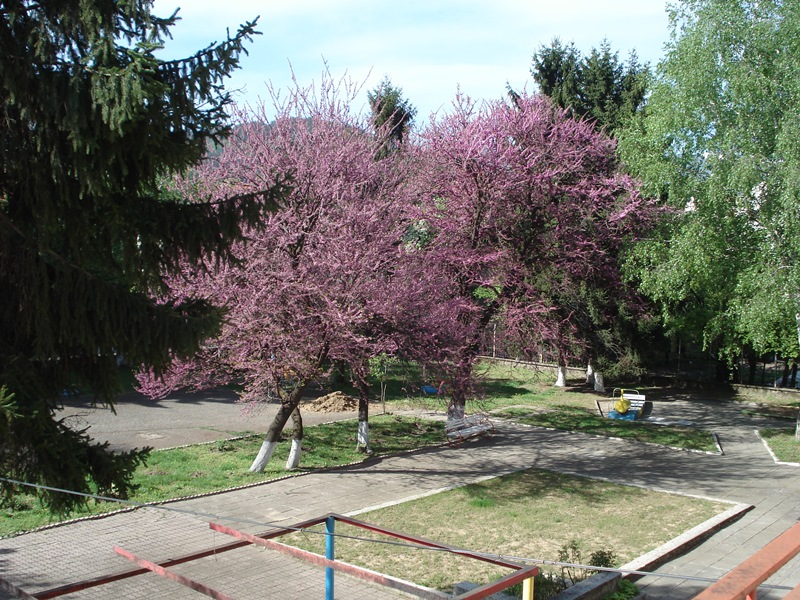 lavcheta podgotovka 02